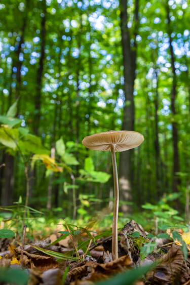 Photography titled "Forest mushrooms 13" by Oleg Marchak, Original Artwork, Digital Photography