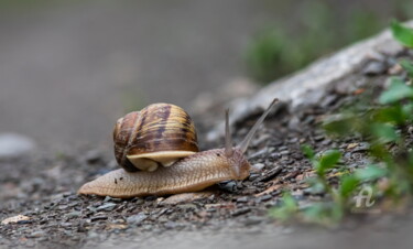 Photography titled "Snail 1" by Oleg Marchak, Original Artwork, Digital Photography