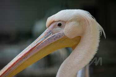 The Great white pelican 1 Фотография под названием "The Great white pel…" - Олег Марчак, Подлинное произведение искусства, Цифровая фотография