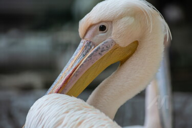 The Great white pelican 2 Фотография под названием "The Great white pel…" - Олег Марчак, Подлинное произведение искусства, Цифровая фотография