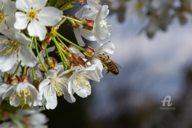 Photographie intitulée "a honeybee collects…" par Oleg Marchak, Œuvre d'art originale, Photographie non manipulée