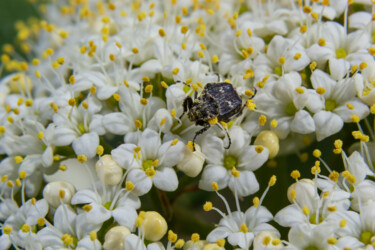 Фотография под названием "small scarab beetle…" - Олег Марчак, Подлинное произведение искусства, Не манипулируемая фотография