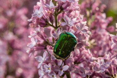 Фотография под названием "Bronze beetle colle…" - Олег Марчак, Подлинное произведение искусства, Не манипулируемая фотография