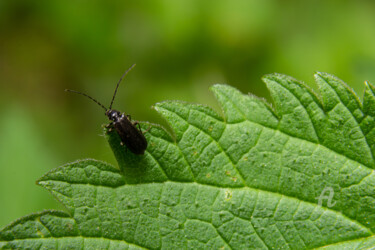 Фотография под названием "soldier beetle, Can…" - Олег Марчак, Подлинное произведение искусства, Не манипулируемая фотография