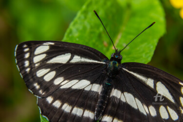 Фотография под названием "A day butterfly fro…" - Олег Марчак, Подлинное произведение искусства, Не манипулируемая фотография