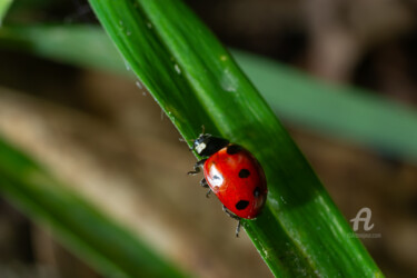 Фотография под названием "Ladybug with seven…" - Олег Марчак, Подлинное произведение искусства, Не манипулируемая фотография