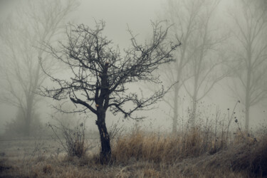 Photography titled "Lonely tree in the…" by Oleg Sukhenko, Original Artwork, Digital Photography