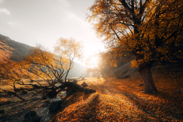 Fotografia intitulada "Autumn colors" por Oleg Sukhenko, Obras de arte originais, Fotografia digital