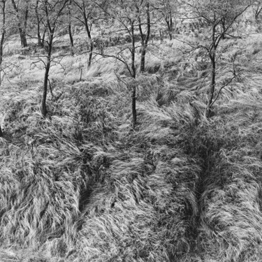 Wavy grass, Ukraine, November 2008 Photographie intitulée "Wavy grass, Ukraine…" par Oleg Kasko, Œuvre d'art originale, Photographie argentique