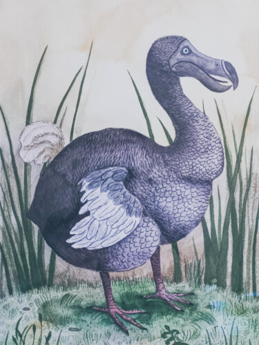 Peinture intitulée "Dodo" par Olena Sielchonok, Œuvre d'art originale, Aquarelle