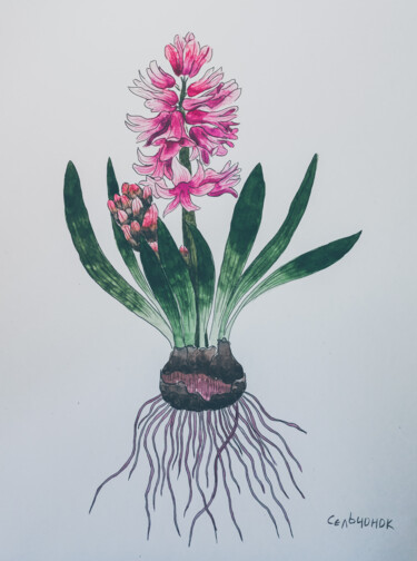 Peinture intitulée "Hyacinth" par Olena Sielchonok, Œuvre d'art originale, Aquarelle