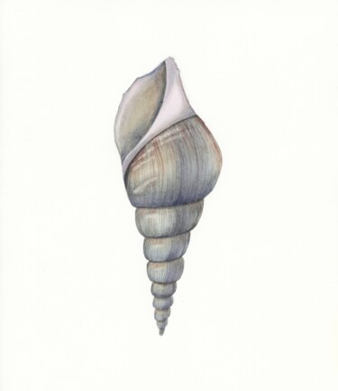 Ζωγραφική με τίτλο "Gray shell" από Olena Zhylenko, Αυθεντικά έργα τέχνης, Ακουαρέλα
