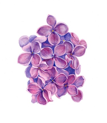 Pintura intitulada "Lilac flowers" por Olena Zhylenko, Obras de arte originais, Aquarela