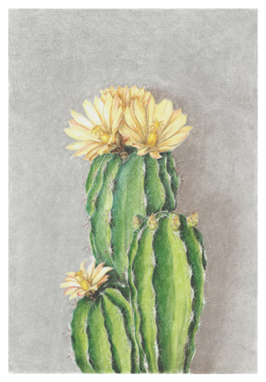 Disegno intitolato "Flowering Ferocactus" da Olga Shashok, Opera d'arte originale, Pastello