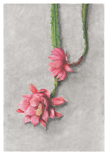 Dessin intitulée "Blooming epiphyllum" par Olga Shashok, Œuvre d'art originale, Pastel