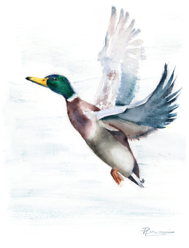 Peinture intitulée "Flying Mallard Duck" par Paintispassion, Œuvre d'art originale, Aquarelle