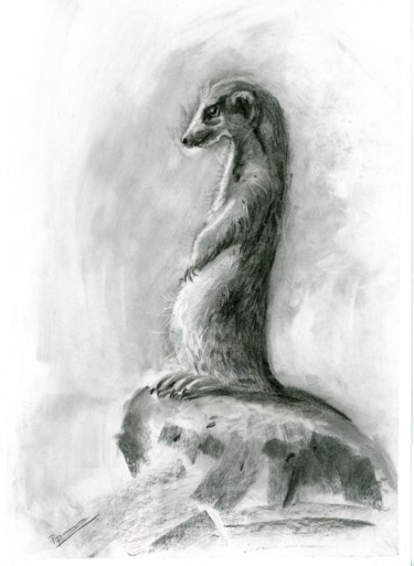 Drawing titled "Suricate drawing" by Paintispassion, Original Artwork, Charcoal
