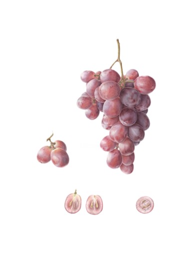 Painting titled "Grape, botanical il…" by Olga Akimtseva, Original Artwork, Watercolor