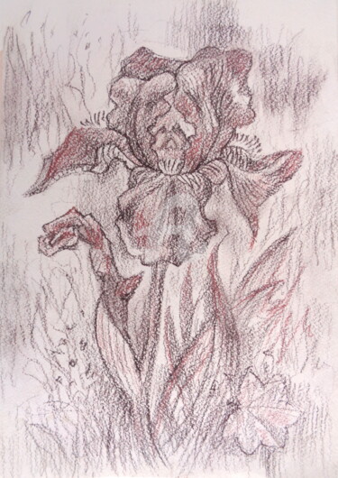 Drawing titled "Iris 1" by Olga Bagina, Original Artwork, Pencil