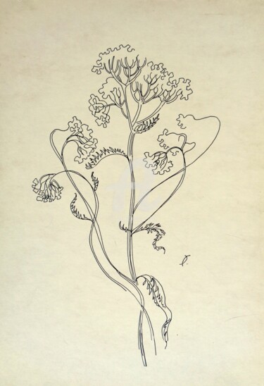 Drawing titled "Yarrow" by Olga Bagina, Original Artwork, Ballpoint pen