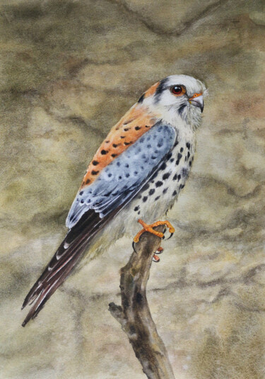 Malerei mit dem Titel "Kestrel - Sparrow H…" von Olga Beliaeva, Original-Kunstwerk, Aquarell