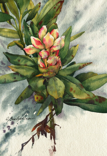 Painting titled "Rhododendron #01" by Olga Bezlepkina, Original Artwork, Watercolor