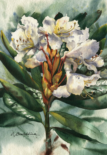 Painting titled "Rhododendron #02" by Olga Bezlepkina, Original Artwork, Watercolor