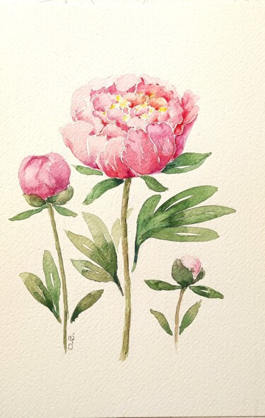 Painting titled "Pfingstrose Aquarel…" by Olga Billmaier, Original Artwork, Watercolor