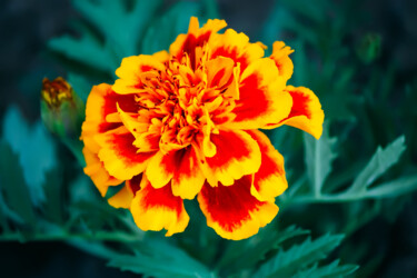 Photographie intitulée "Marigold flower" par Olga Strogonova, Œuvre d'art originale, Photographie numérique
