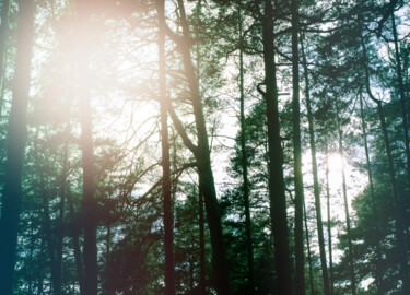 Fotografie mit dem Titel "Forest" von Olga Strogonova, Original-Kunstwerk, Digitale Fotografie