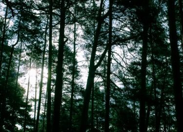 Fotografia zatytułowany „Wild forest” autorstwa Olga Strogonova, Oryginalna praca, Fotografia cyfrowa