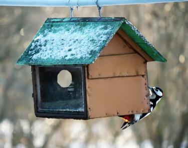 Fotografia intitolato "Woodpecker" da Olga Strogonova, Opera d'arte originale, Fotografia digitale