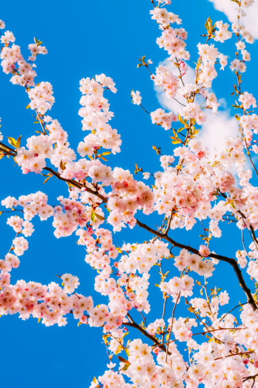 Fotografie getiteld "Sakura blossom" door Olga Strogonova, Origineel Kunstwerk, Digitale fotografie