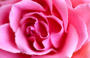 Photographie intitulée "Pink rose" par Olga Strogonova, Œuvre d'art originale, Photographie numérique