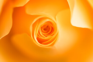 Photography titled "Yellow rose" by Olga Strogonova, Original Artwork, Digital Photography