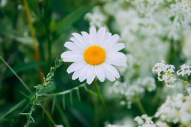 Fotografie mit dem Titel "White daisy" von Olga Strogonova, Original-Kunstwerk, Digitale Fotografie