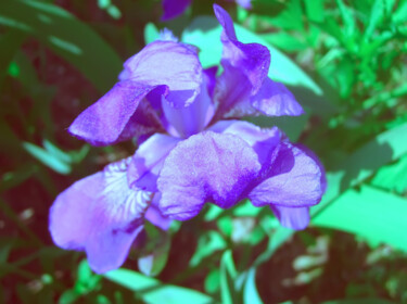 Schilderij getiteld "Purple iris flower" door Olga Strogonova, Origineel Kunstwerk, Digitale fotografie