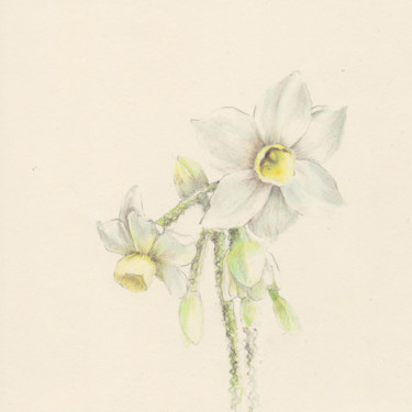Рисунок под названием "047 Daffodils" - Olga Trifonova, Подлинное произведение искусства, Карандаш