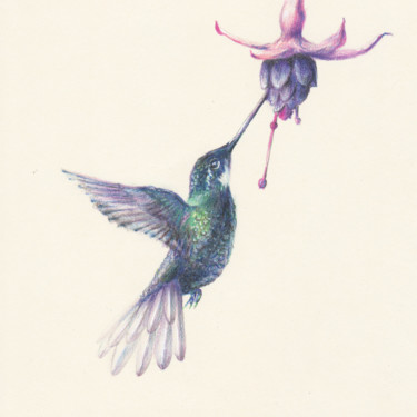 Disegno intitolato "052 Bird hummingbird" da Olga Trifonova, Opera d'arte originale, Matita