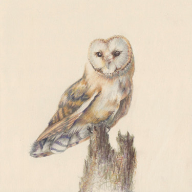 Tekening getiteld "11 Owl" door Olga Trifonova, Origineel Kunstwerk, Potlood