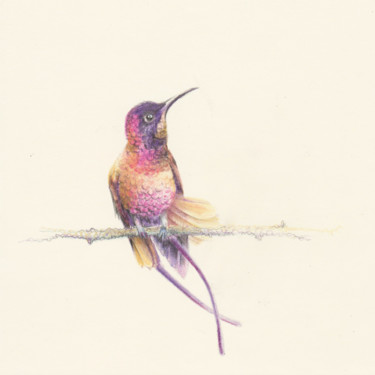 056 Hummingbird Drawing titled "056 Hummingbird" by Olga Trifonova, Original Art, Pencil