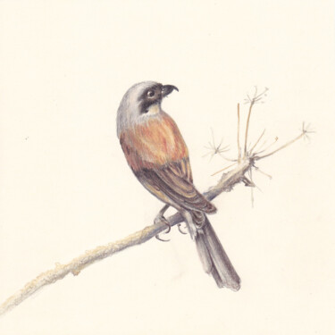 Drawing titled "015 Bird" by Olga Trifonova, Original Artwork, Pencil