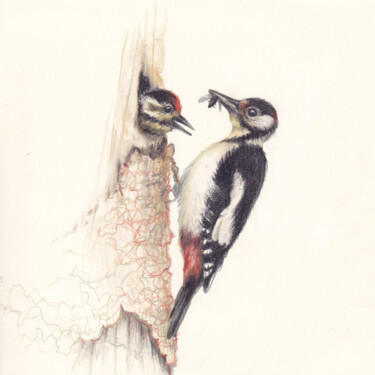 Desenho intitulada "020 Woodpecker and…" por Olga Trifonova, Obras de arte originais, Lápis