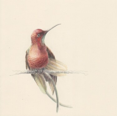 Рисунок под названием "066 Hummingbird" - Olga Trifonova, Подлинное произведение искусства, Карандаш