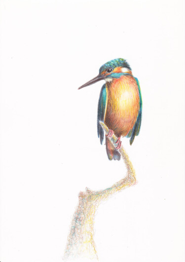 Tekening getiteld "Kingfisher" door Olga Trifonova, Origineel Kunstwerk, Potlood