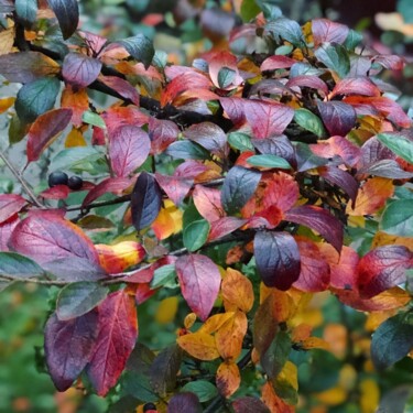 Fotografía titulada "autumn" por Olga Zaitseva, Obra de arte original, Fotografía no manipulada