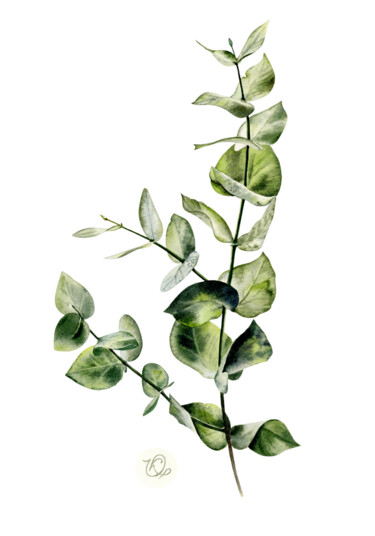 Картина под названием "Eucalyptus branch" - Olha Korniienko, Подлинное произведение искусства, Акварель
