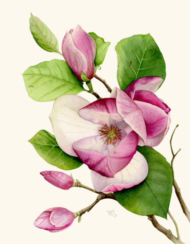 Painting titled "Pink magnolia bloom" by Olha Korniienko, Original Artwork, Watercolor