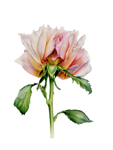 Painting titled "Secret of rose" by Olha Korniienko, Original Artwork, Watercolor Mounted on Wood Panel
