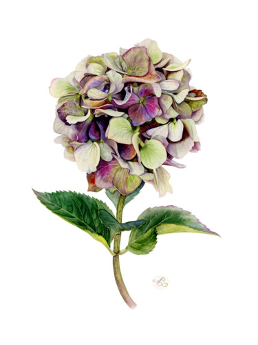 Pittura intitolato "Purple Hydrangea" da Olha Korniienko, Opera d'arte originale, Acquarello